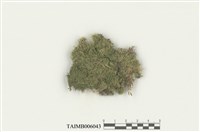 藏品(粗疣苔)的圖片